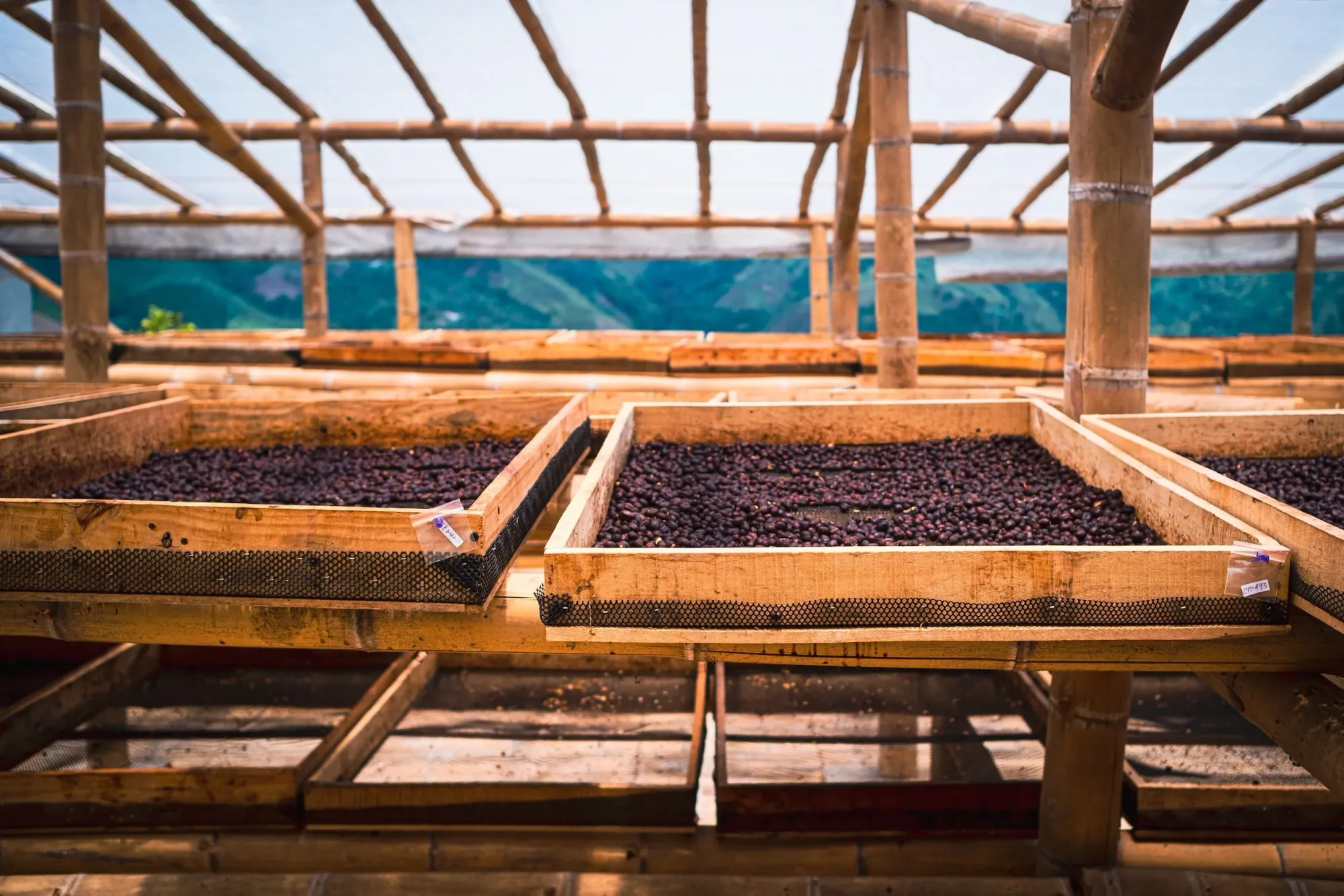 What is the Anaerobic Coffee Process?