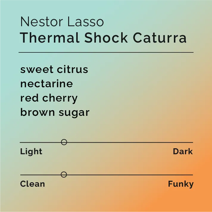 Nestor Lasso - Thermal Shock Caturra