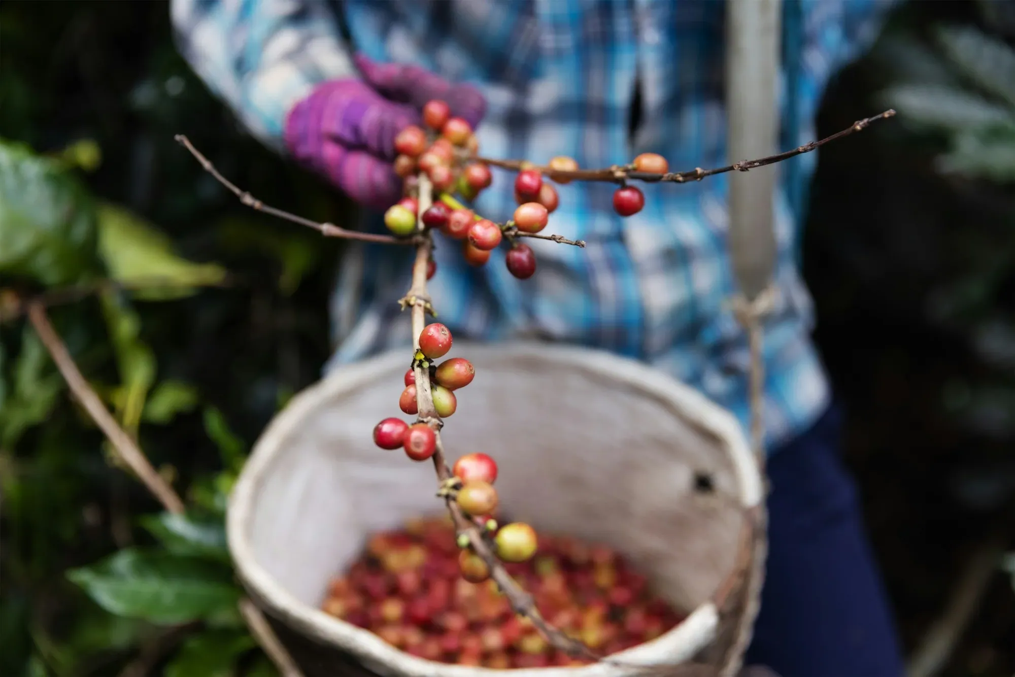 red coffee cherries being picked