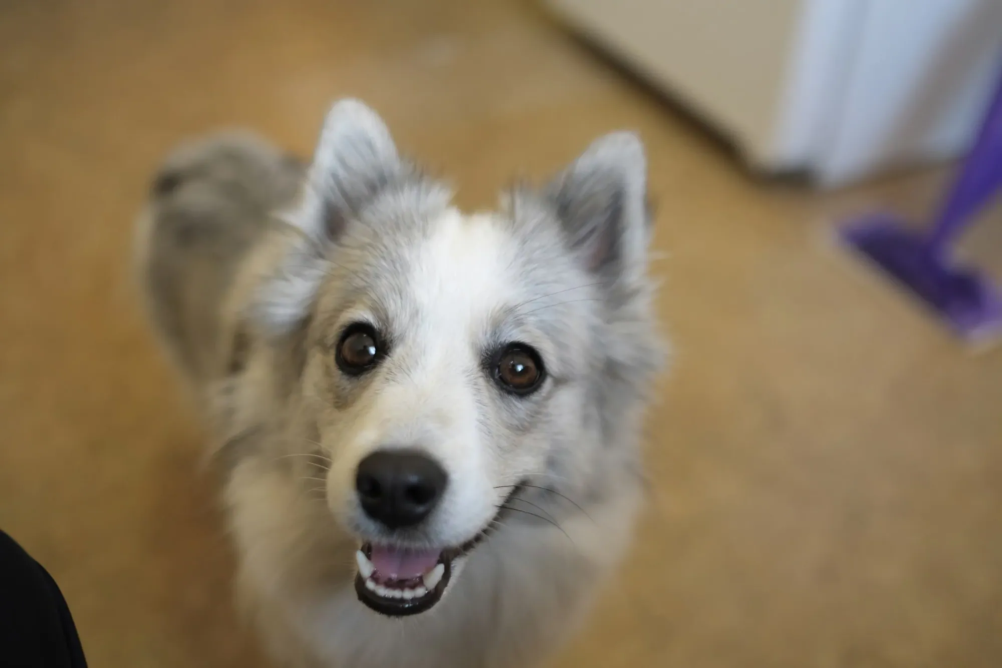 photo of Spotty, David’s dog