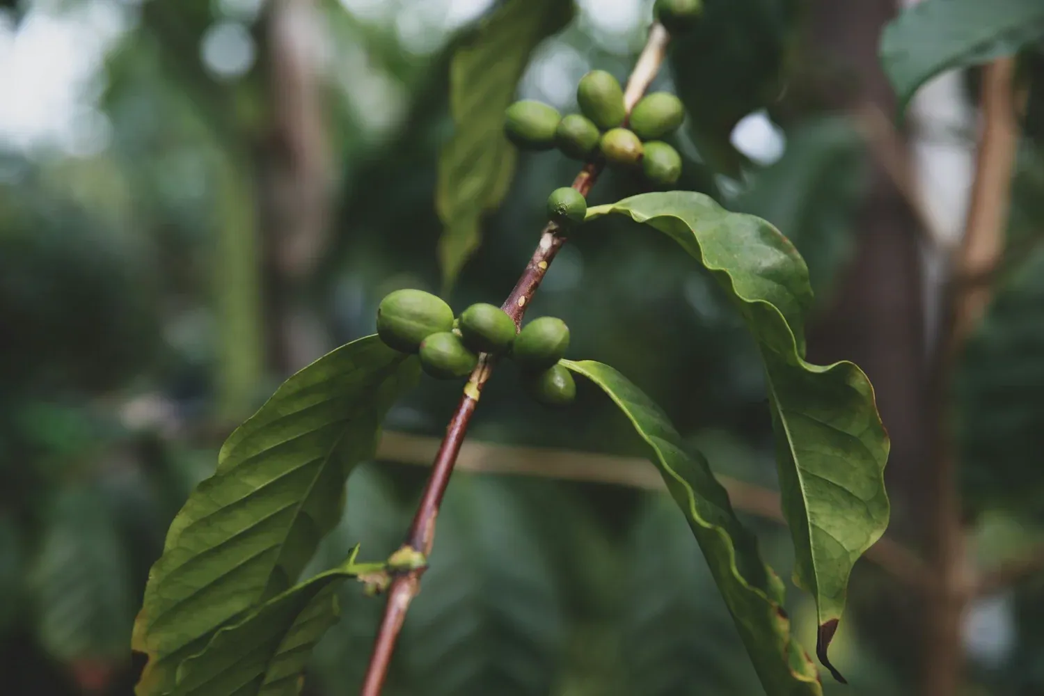 Green Bean Theory: Why Coffee Roasting Matters More Than You Think